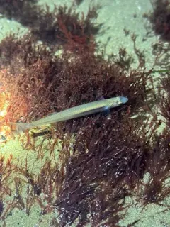 Topsmelt Silverside thumbnail 4