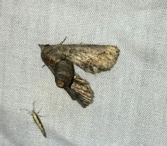 Large Paectes Moth thumbnail 3