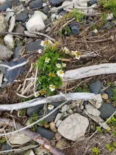 Arctic Daisy thumbnail 2