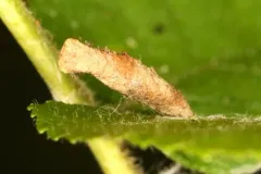 Coleophora cretaticostella thumbnail 4