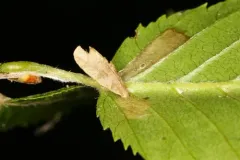 Coleophora ostryae thumbnail 4