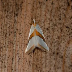 Straight-lined Vaxi Moth thumbnail 4