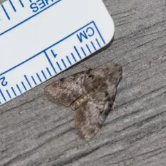 Maple Webworm Moth thumbnail 3