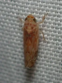 Scaphoideus ochraceus thumbnail 4