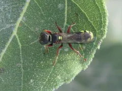Mellinus rufinodus thumbnail 2