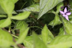 Bittacomorphella fenderiana thumbnail 3