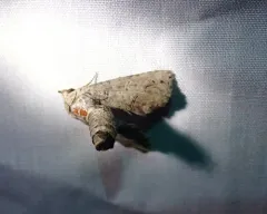 Large Paectes Moth thumbnail 4