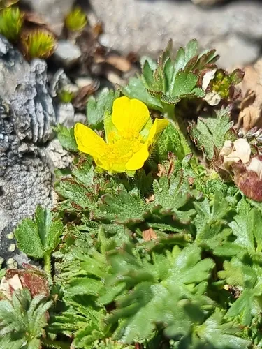 Elegant Cinquefoil