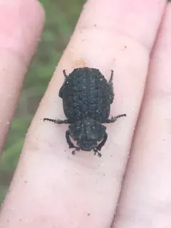 Omorgus scabrosus thumbnail 2