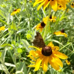 Gray Comma thumbnail 3