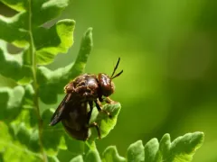 Globular Ant Fly thumbnail 3