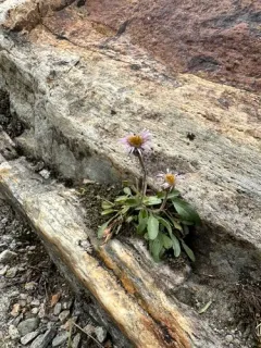 subalpine aster thumbnail 4