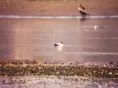 Falcated Duck thumbnail 3