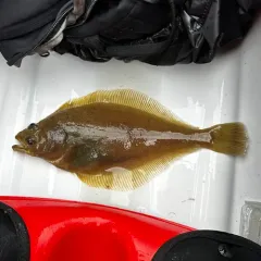 Pacific Sanddab thumbnail 4