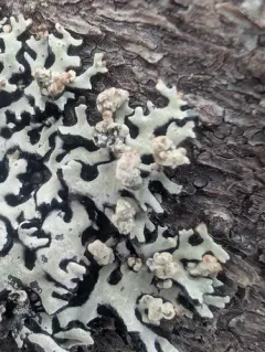 Cyphobasidium hypogymniicola thumbnail 4