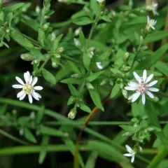 calico aster thumbnail 5