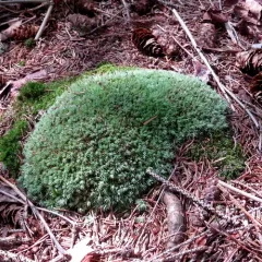 Pincushion Moss thumbnail 4