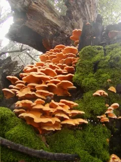 Stinking Orange Oyster thumbnail 2