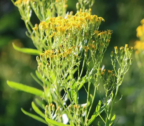 Tall Ragwort
