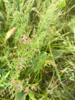 Upright Pinweed thumbnail 4