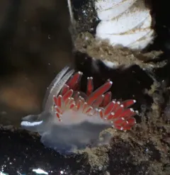 Coryphella longicaudata thumbnail 4