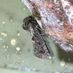 Walsingham's Grass Tubeworm Moth thumbnail 2