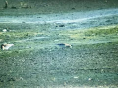 Little Stint thumbnail 4