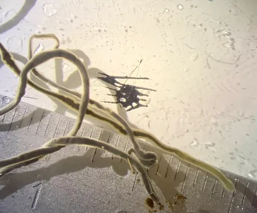 green ribbon worm