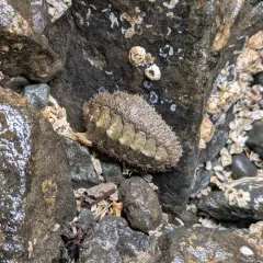 Northern Hairy Chiton thumbnail 3