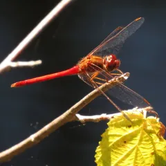 Autumn Meadowhawk thumbnail 1