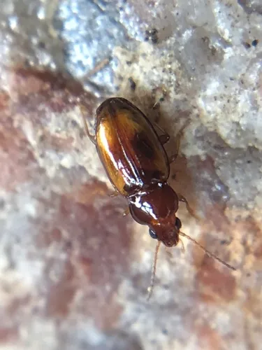 Elaphropus anceps