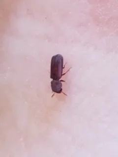 Lesser Grain Borer thumbnail 2