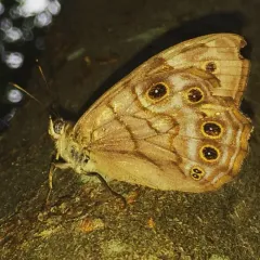 Northern Pearly-eye thumbnail 4