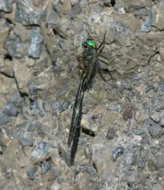 Mountain Emerald thumbnail 4