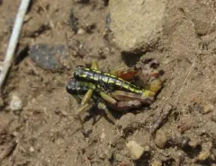Buckell's Timberline Grasshopper thumbnail 3