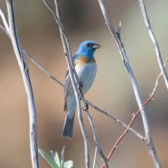 Lazuli Bunting thumbnail 4