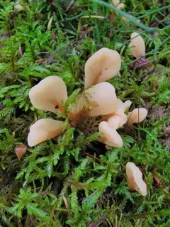 Spathularia rufa thumbnail 3