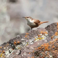 Canyon Wren thumbnail 2