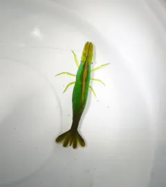 Smalleye Coastal Shrimp thumbnail 3