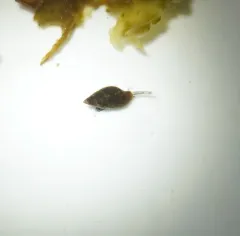 Carinate Dovesnail thumbnail 4