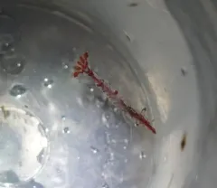 Slender Coastal Shrimp thumbnail 3