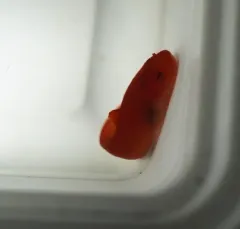 Tidepool Snailfish thumbnail 3