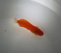 Slimy Snailfish thumbnail 4