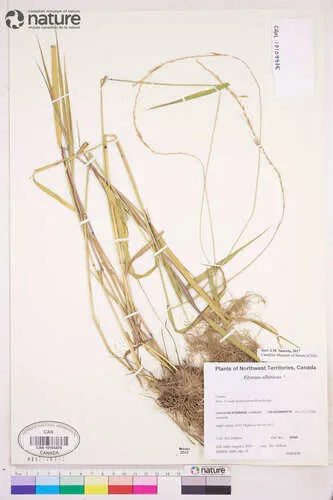 Siberian Wild Rye