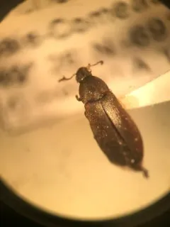 Jewel False Darkling Beetle thumbnail 2