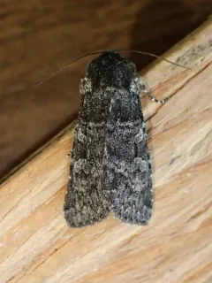 Great Black Dart thumbnail 4