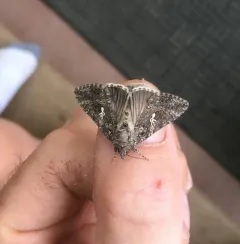 Cabbage Looper Moth thumbnail 3