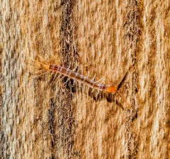 Garden Lithobius thumbnail 4