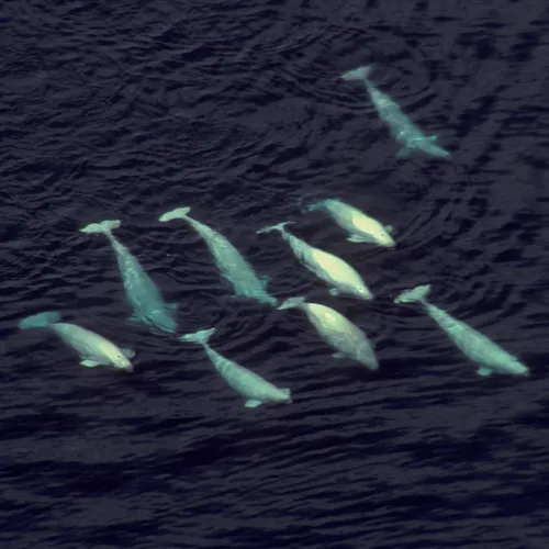 Beluga