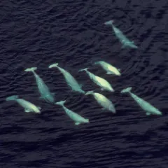 Beluga thumbnail 1